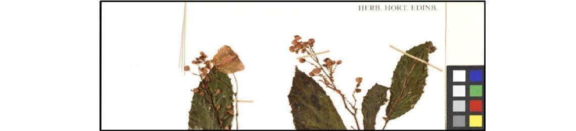 Image: RBGE Herbarium.