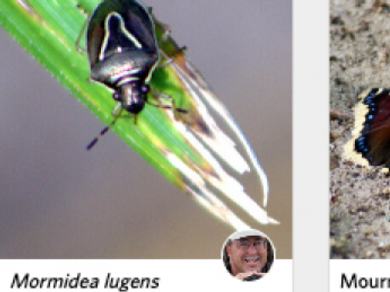 iNaturalist's 70M+ Crowdsourced Images to Build an ML Insect Identification App